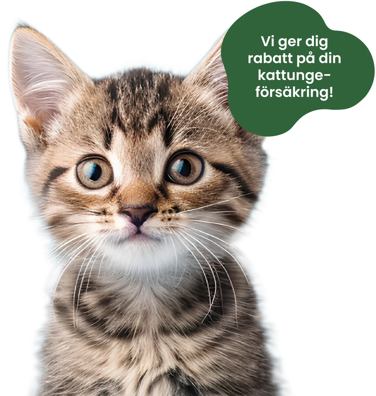 Kattungerabatt Produkt