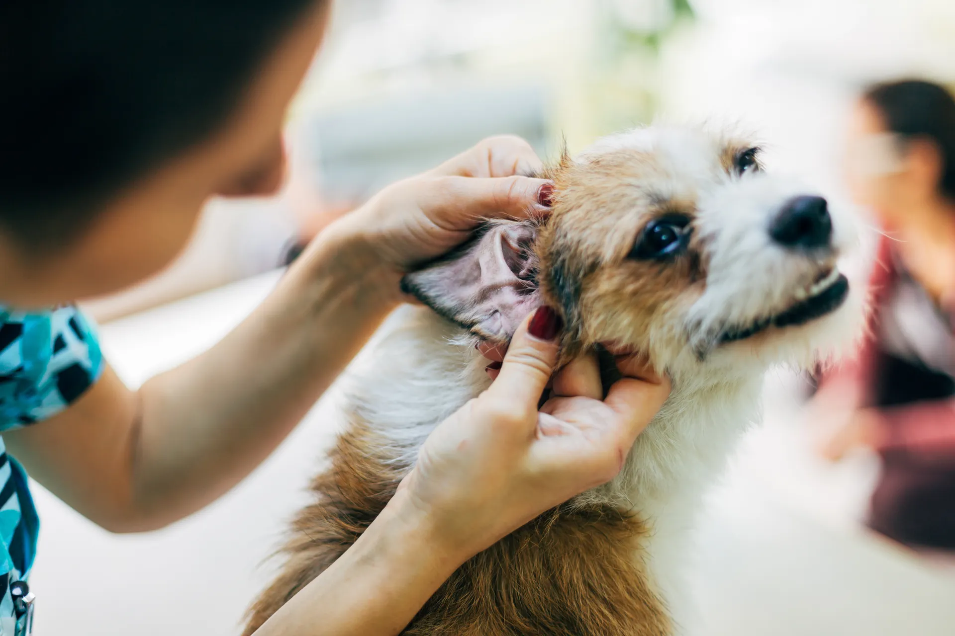 Öroninflammation Hund