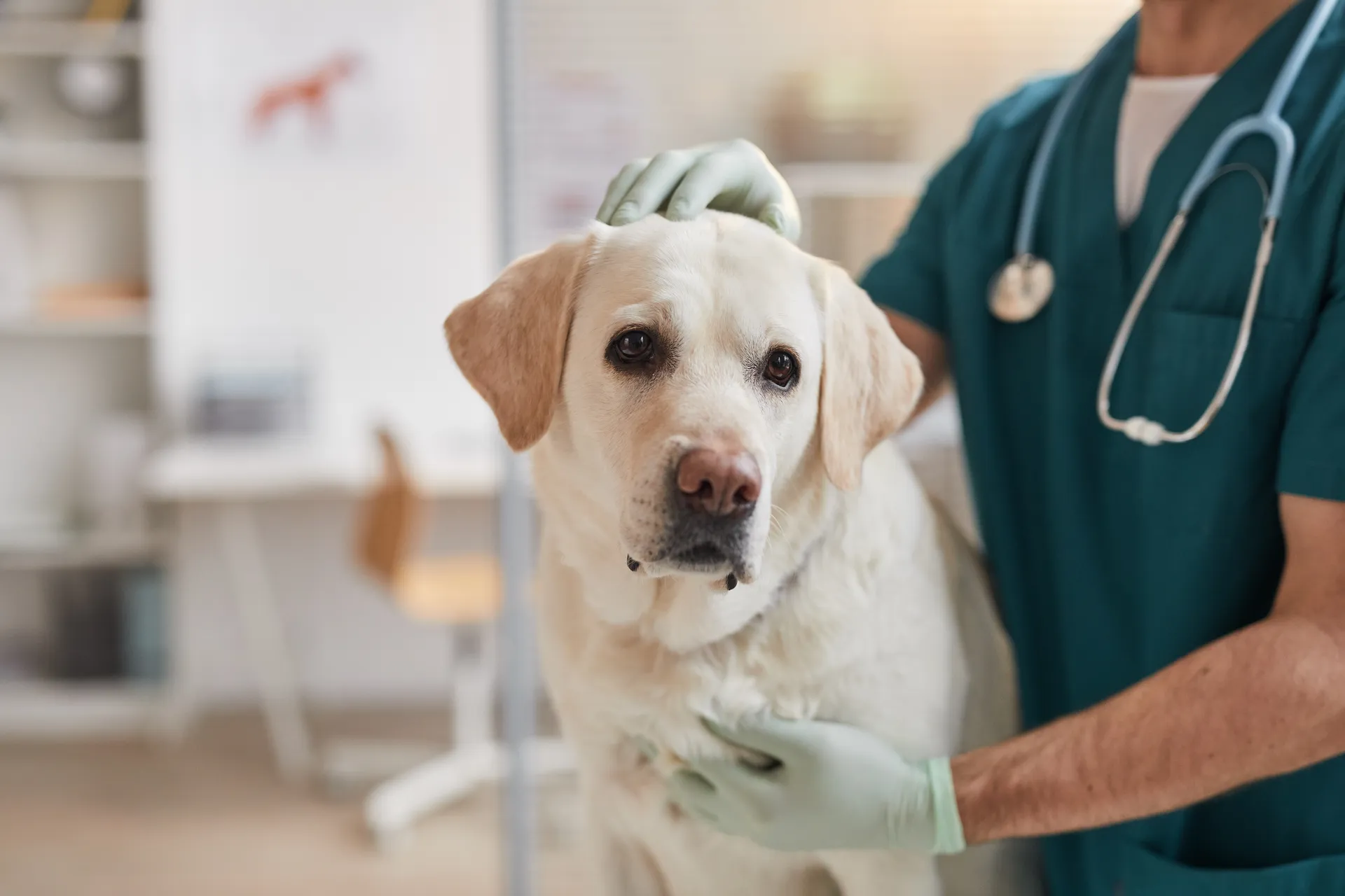 Pris veterinärvård
