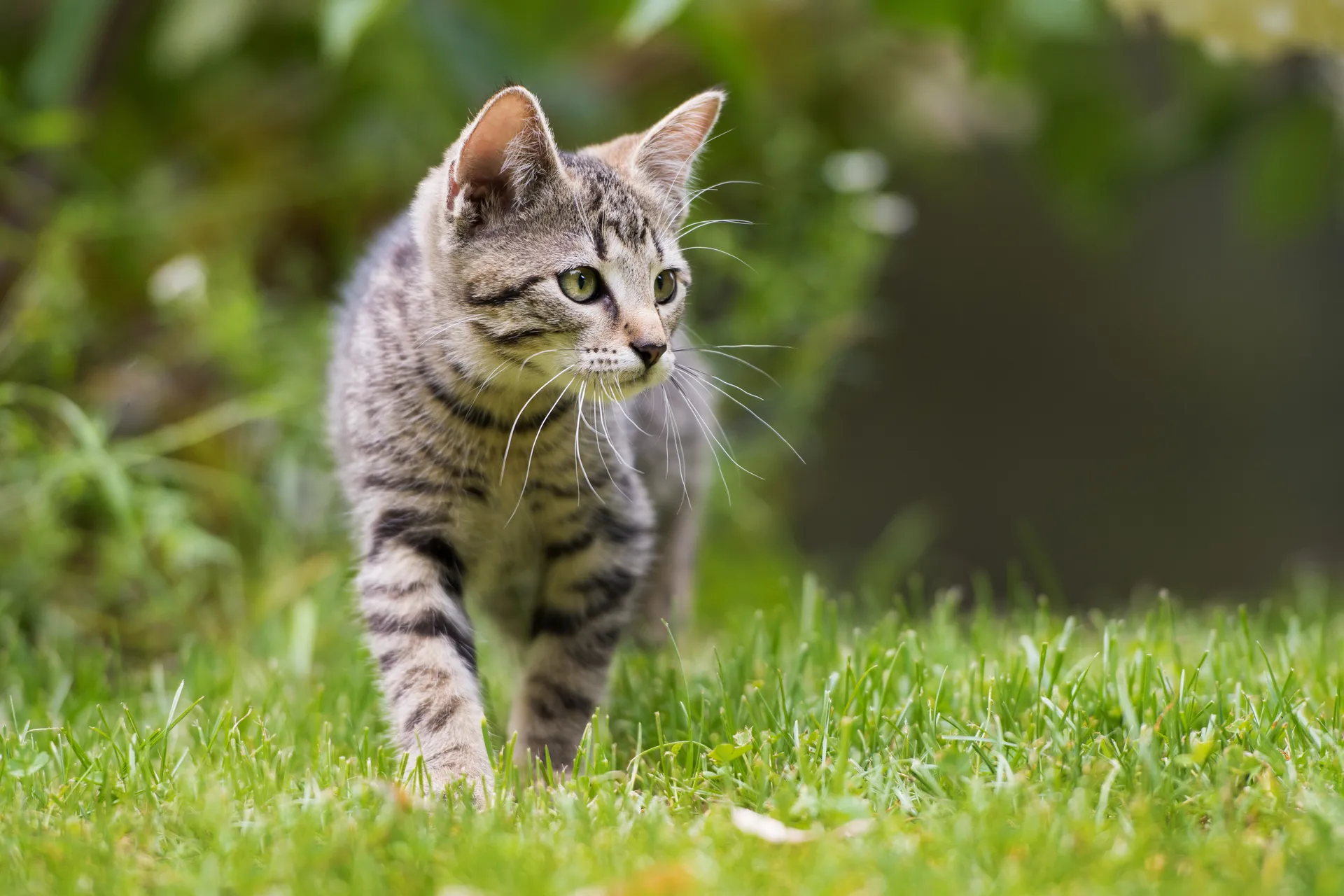 Sårskador på katt