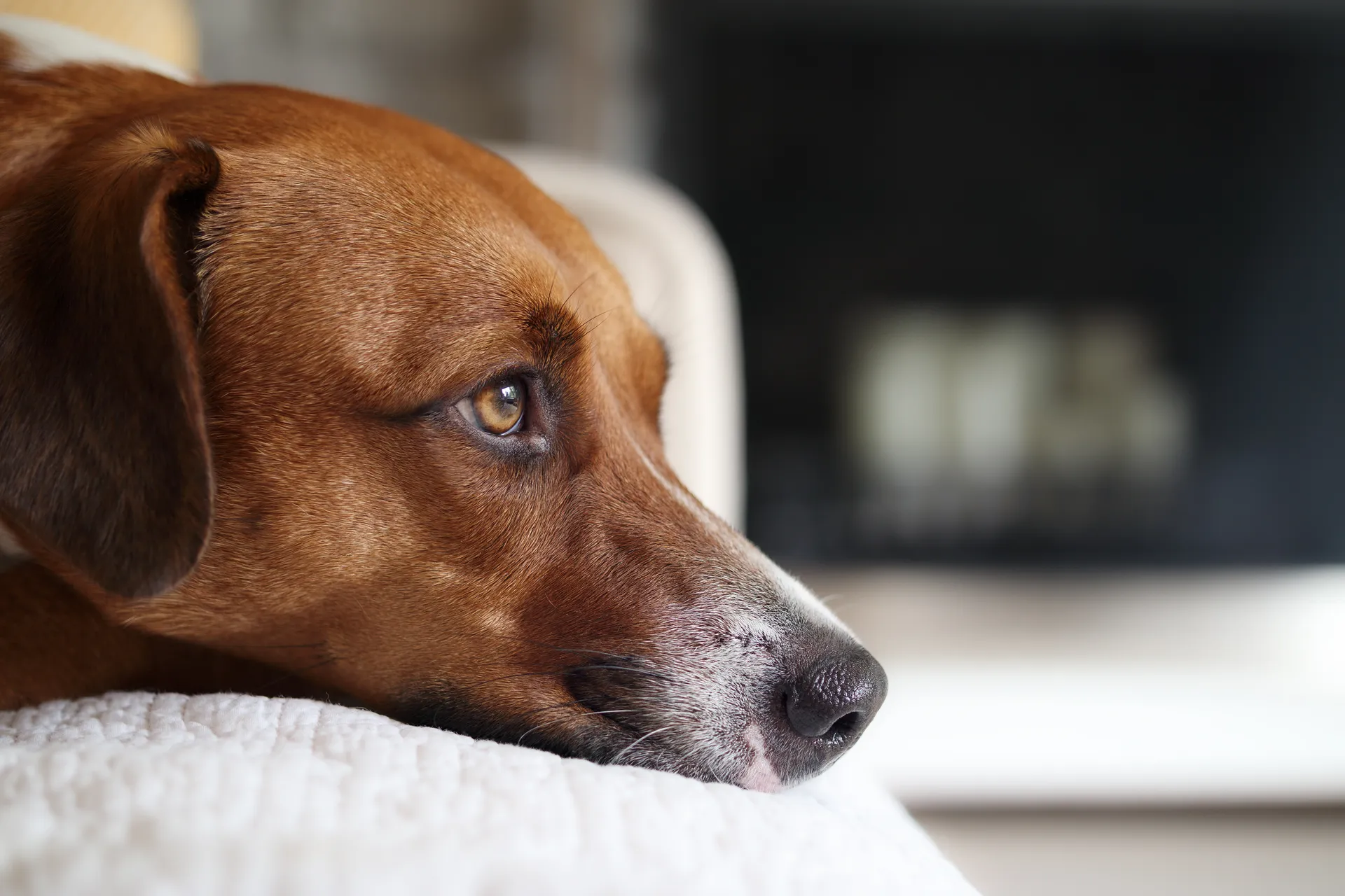 Skendräktighet Hund