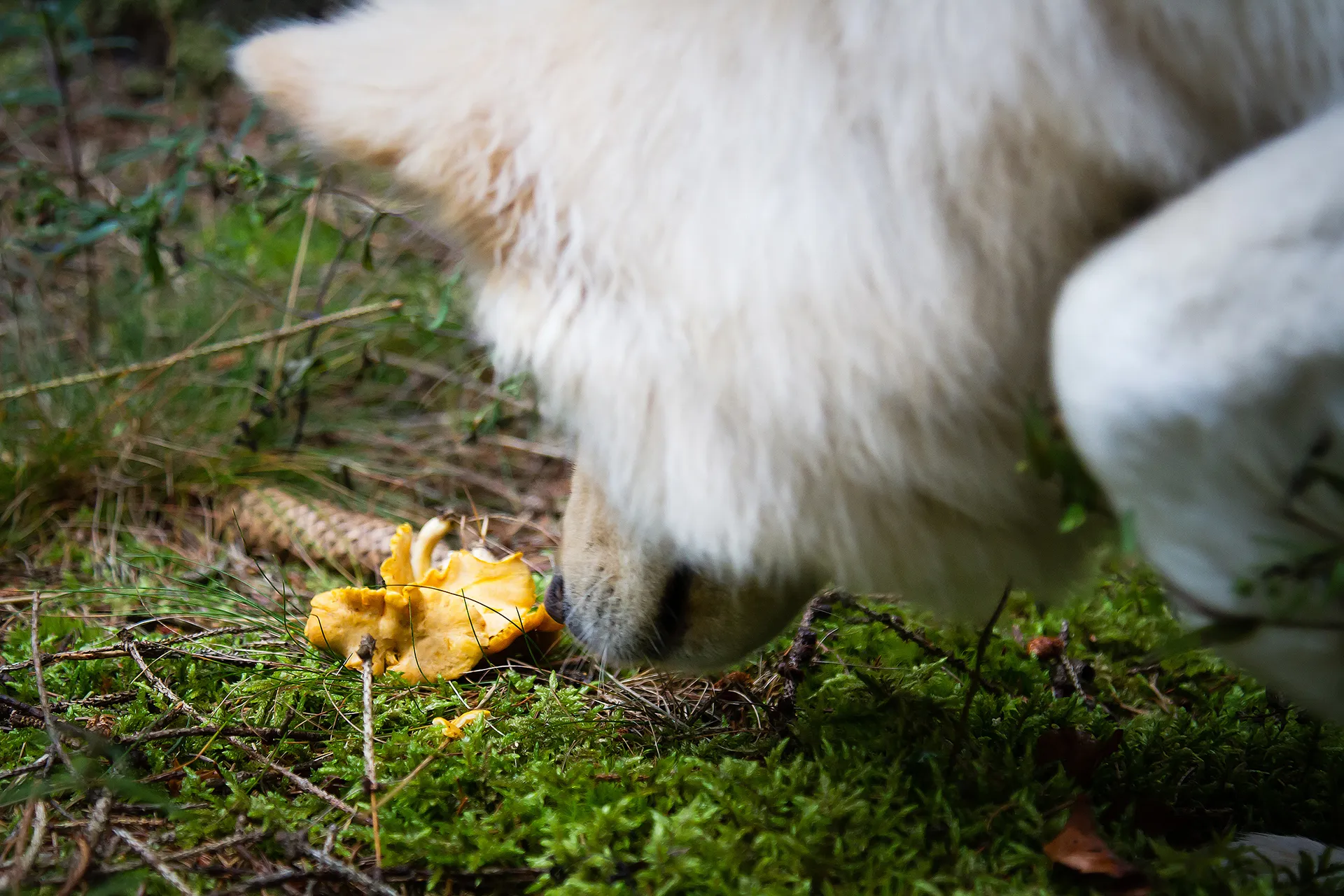 SvampsökMedHund