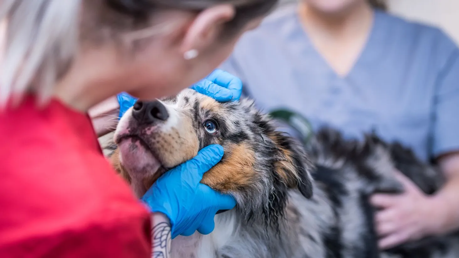 Prislista Sveland Veterinärbild, Foto: Distriktsveterinärerna/Jordbruksverket