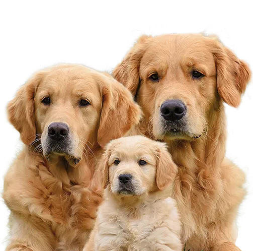 Hundporträtt av tre golden retrievers mot vit bakgrund