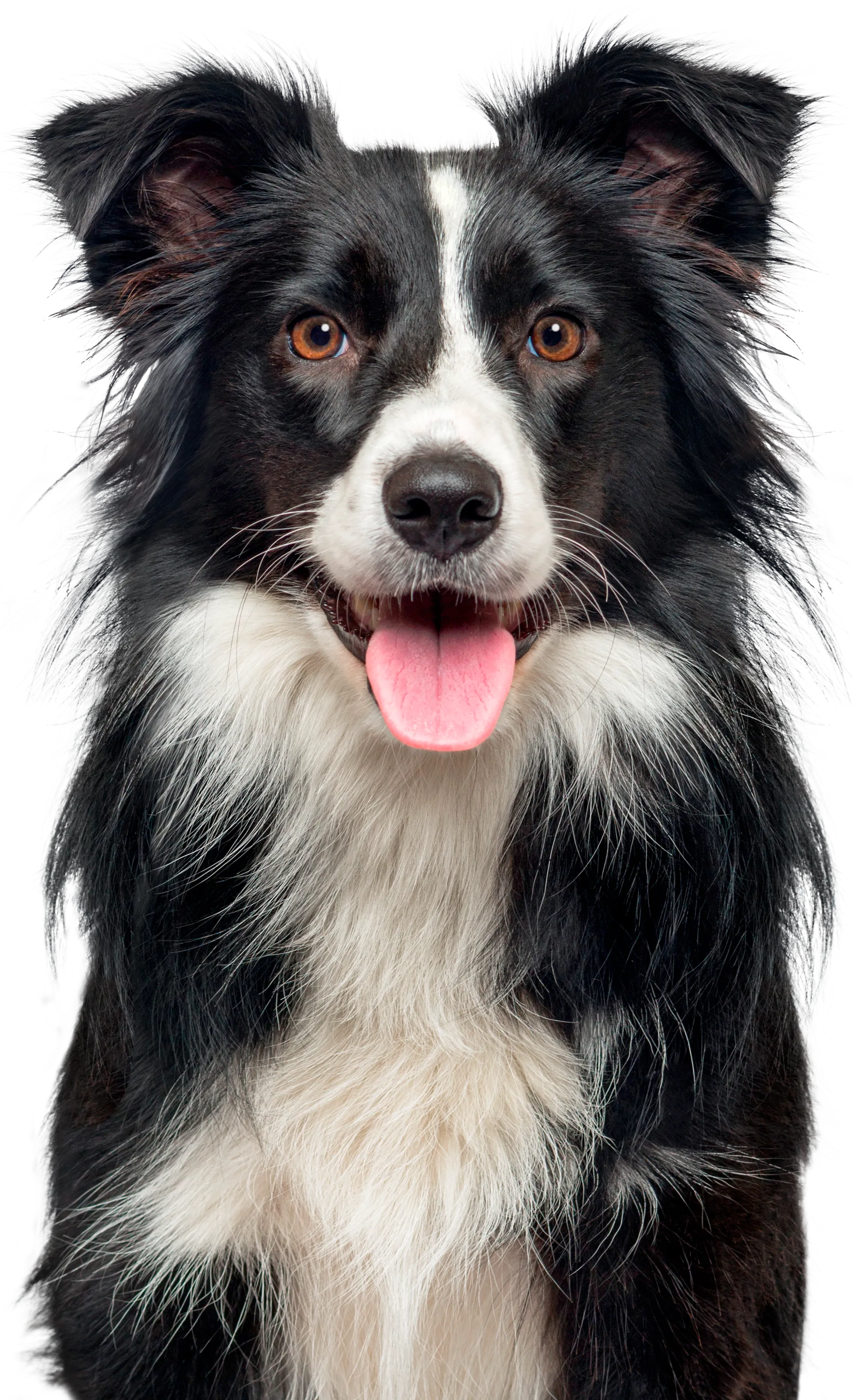 Svartvit hund av rasen Border Collie i studiobelysning