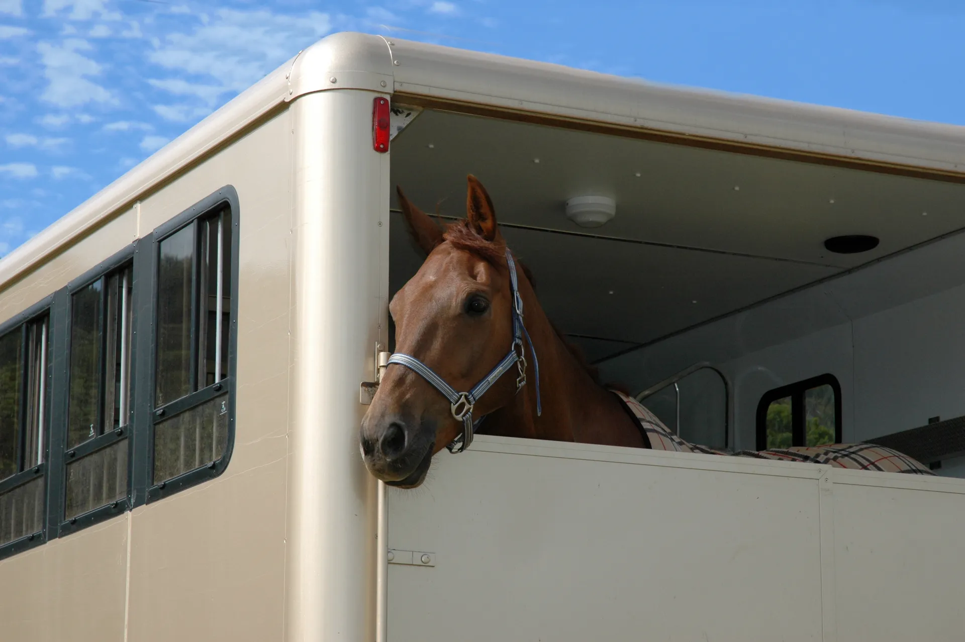 Transport Häst