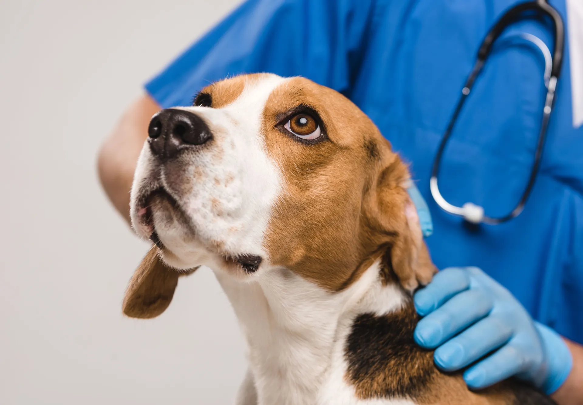 Veterinär håller en hund under undersökning i klinikmiljö
